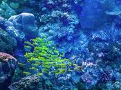 Which Part Great Barrier Reef Best?