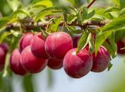 Plums: Benefits, Nutritional Facts, Side Effects