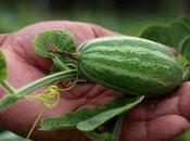 Pointed Gourd (Parwal): Benefits, Nutrition, Side Effects