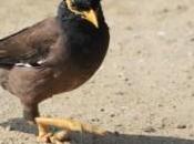 March Myna [Common Meter]