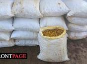 Over 1,600kg Dried Turmeric Seized