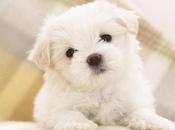 Best Tags Small Dogs