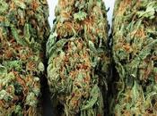 Mail Order Marijuana?