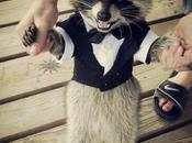 Day: Raccoon Tuxedo