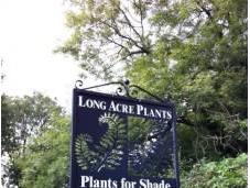 Long Acre Plants