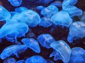Jellyfish Taking Over Seas, Might Late Stop Them