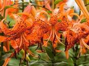 Tiger Lilies!!!