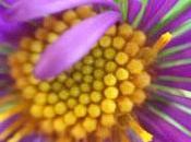 MACRO ASTER Shifting Light