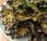 Indianese Kale Chips