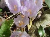 Saffron Crocus Hardy Begonias