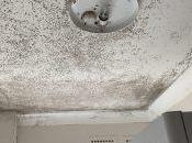 Right Here Must Employ Experts Eliminate Mould From Ceiling