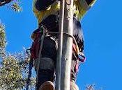 Which Reasons Interact Hire Professional Tree Services