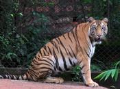 Online Campaign Save Tiger People Nilgiris