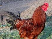 Court Whether Cockrel Crow கொக்கரக் கொக்கரக்கோ சேவலே!