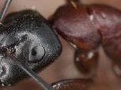 Want Know About Carpenter Ants?