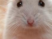 Meet Goxx, Crypto-Buying Selling Hamster Out-Investing Warren Buffet