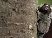 Marmoset Schneider’s