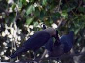 Feeding Crow