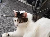 No!!! Spend Money DOGE Coin!!! #cryptokitties #cryptokitty #cryptopuss