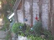 Fall Gardening-Lite