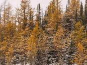 Best Fall Hikes Larch Trees