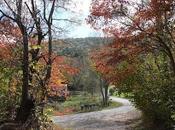 Fall Colors