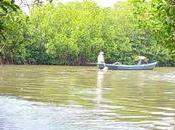 Pichavaram Beckoning