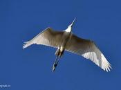 Capturing Flying Bird