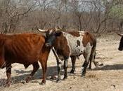 Zambia Cattle Faming, Waste They Create Solutions Inciner8 Develop