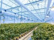 Cannabis Make Your Trip Beautiful?