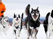 Siberian Huskies Husky Sledding Safaris Highlights Many Lapland Holidays