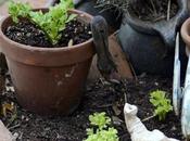 Easy Food Hack: Limp Celery Revived