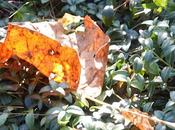 Fading Glory