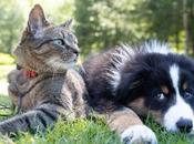 Awesome Personalized Gift Ideas Pets Lovers