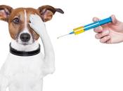 Global Companion Animal Vaccine Market Size, Share, Trends, Applications, Analysis, Growth, Forecast 2027 Elanco Health Incorporated, Boehringer Ingelheim GmbH, Ceva, Merck Co., Inc. Virbac