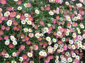 Erigeron Plant Fleabane Daisy Growing Learn About Care Shane Wilson Want Change Entire Look Your Garden Without Bulldo.