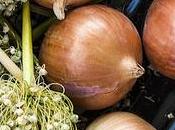 Everything Need Know About Onion Seeds.