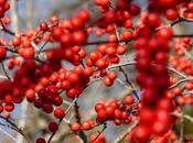 Berries Small Cacti Longwood Gardens