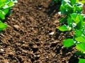 Global Biofertilizers Market Industry Analysis, Size, Share, Growth, Trends, Forecast 2019 2027