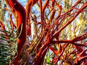 Branches, Lion's Head, Peeping