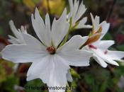 Wordless Wednesday 23/10/13 Stars Greenhouse