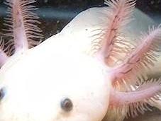 Animals That Defy Belief