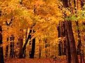 Acrostic Poem: Autumn.