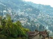 Vibrant Beauty Darjeeling