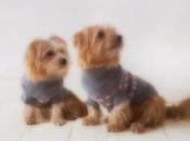 CLEAN ONLY, PLEASE! Cashmere Sweaters DOGS!