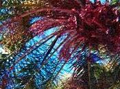 Tropical Tobacco "Sadie"