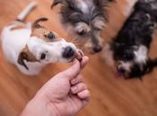 Best Treats Puppies That Won’t Hurt Your Budget
