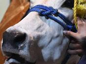 பொங்கலோ பொங்கல் மாட்டு 2022