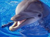 Interesting Facts About Dolphin’s.