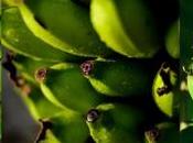 Proven Health Benefits Green Banana